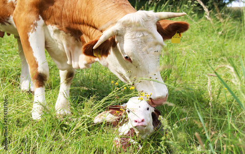Mother love, Cow shows her new born calf love