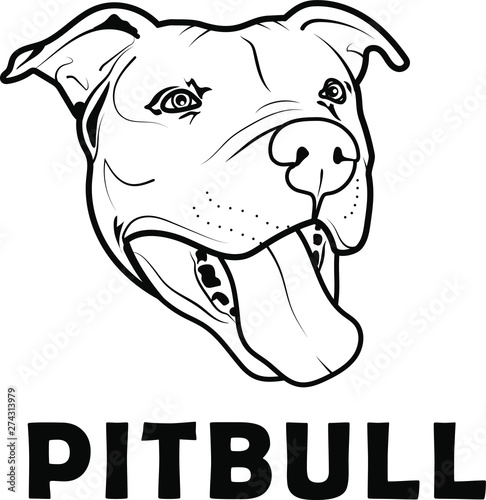Pit Bull PitBull dog. Only commercial use