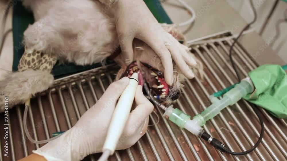veterinarian cleaning the teeth of a sedated dog before entering the