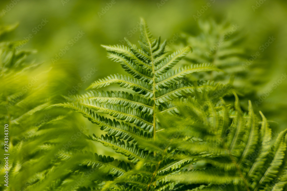 Fern in a park Fern in a park