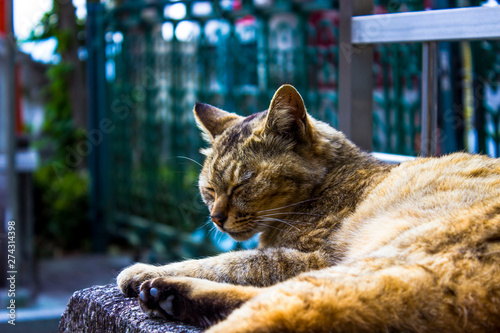 cat on a rock