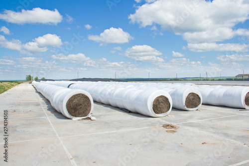 Wallpaper Mural Stacks of hay packed in film for storage. Agricultural harvesting for the winter. Torontodigital.ca