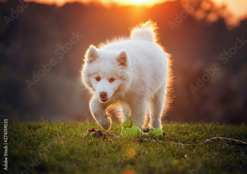 Young white Samoyed is walking in the green meadow with his toy. His soft coat is out of the sun. In the background the setting orange sun.