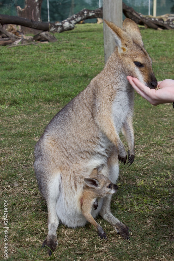 Fototapeta premium kangaroo with joey