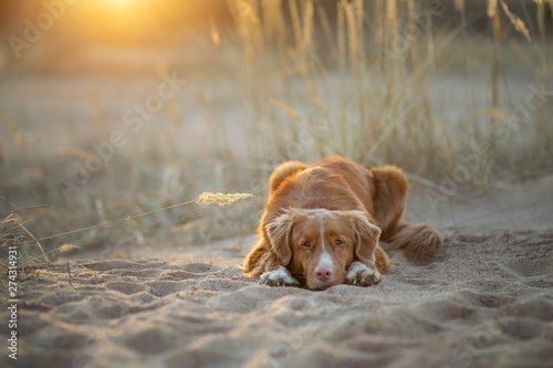 Fototapeta Naklejka Na Ścianę i Meble -  toller dog on the sand sunset. Nova Scotia Duck Tolling Retriever in nature. pet travel