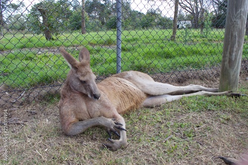 kangaroo in the zoo