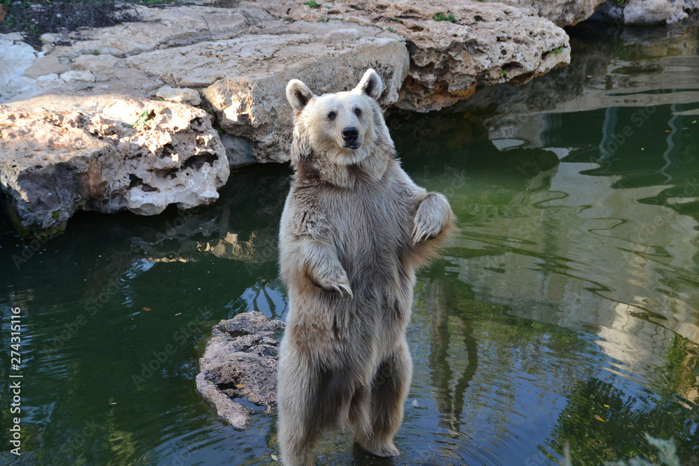 Fototapeta premium A brown bear stands on a gray stone and looks at us attentively.
