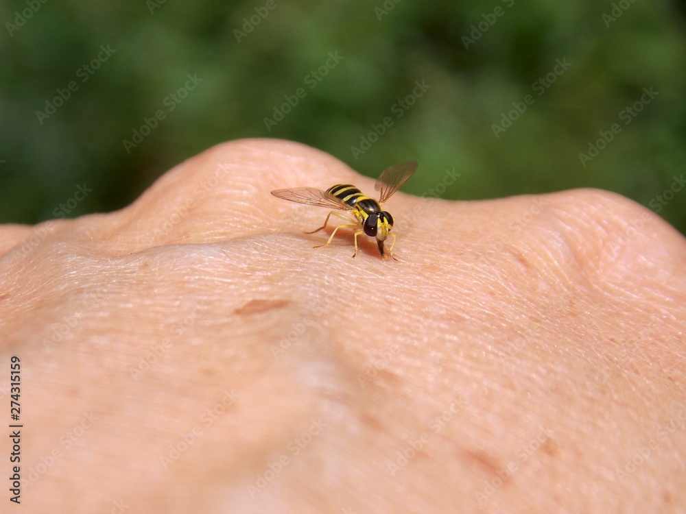 Small wasp on hand man Small wasp on hand man
