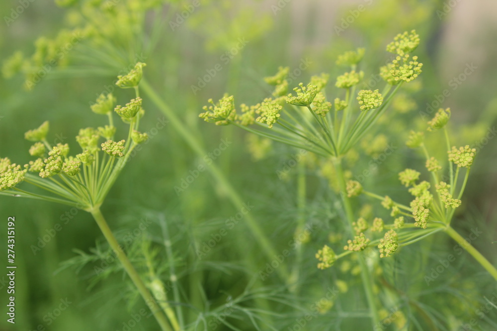 fresh dill in the garden greenhouse in summer