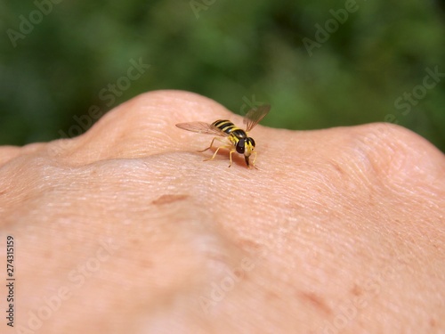 Small wasp on hand man