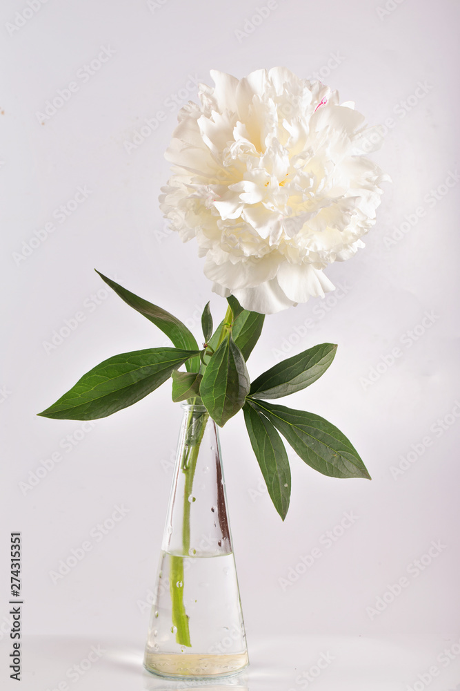 One white peony in a transparent glass vase.