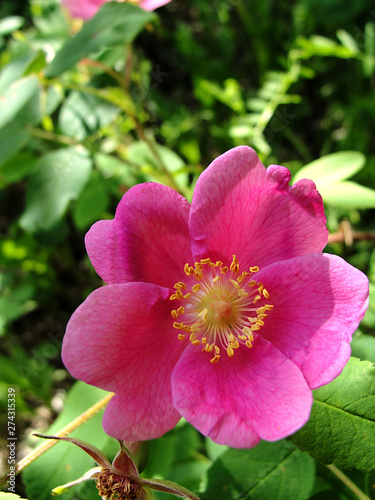 pink flower, prickly wild rose 
