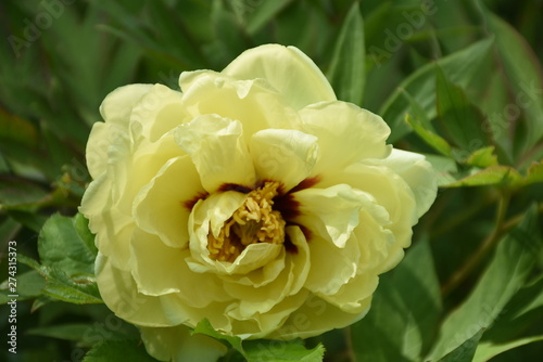yellow tree peony
