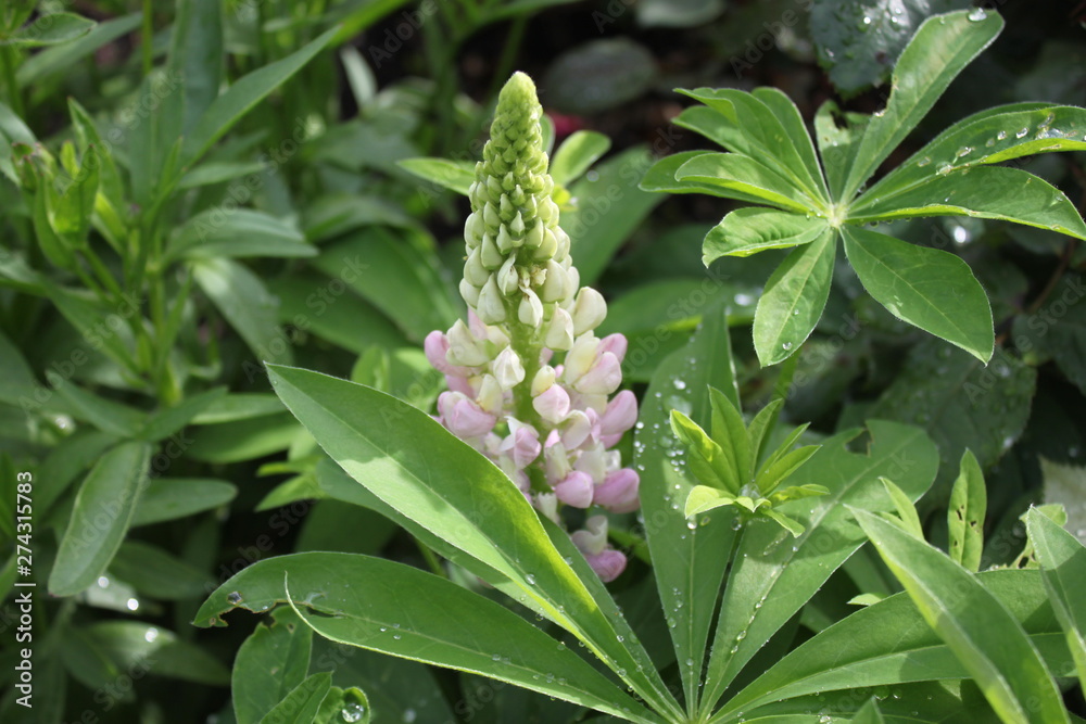 Lupine Lupine