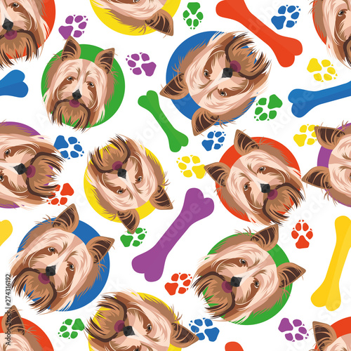 Bunt und verspielt Yorkshire Terrier
