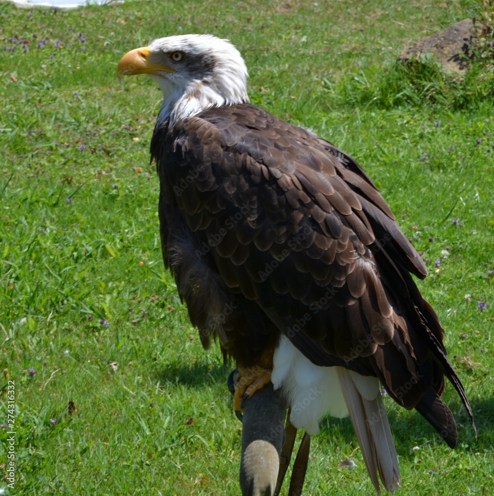 The portrait of a white head eagle The portrait of a white head eagle