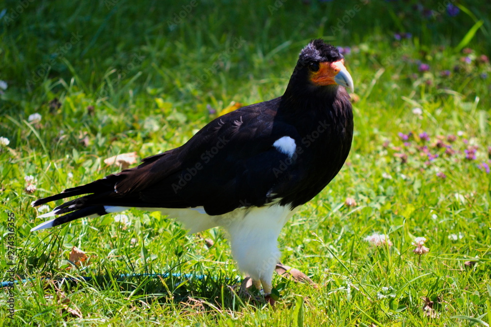 Obraz premium A black bird with an orange beak on the grass
