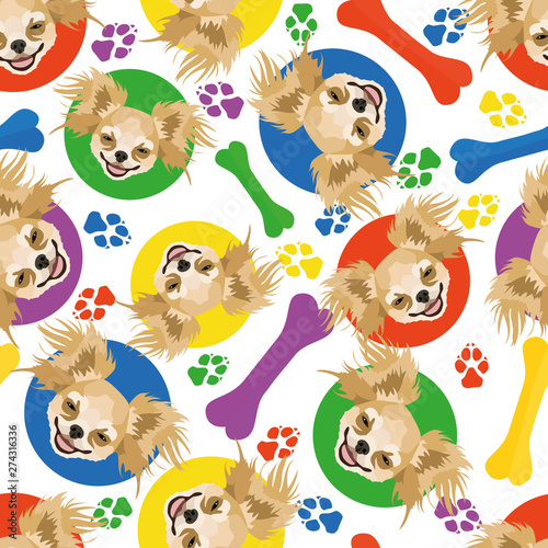 Bunt und verspielt Chihuahua