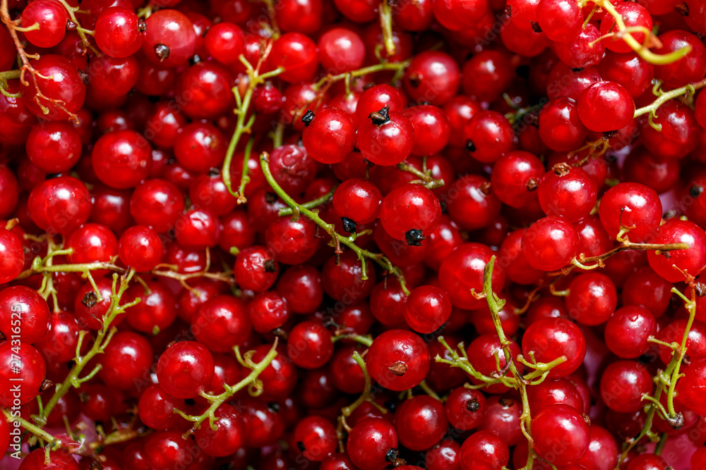Background of ripe juicy and organic red currant berries. Background of ripe juicy and organic red currant berries.