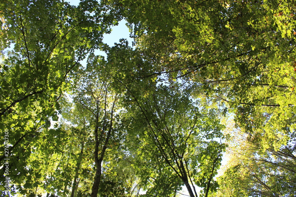 Obraz premium A view into the green