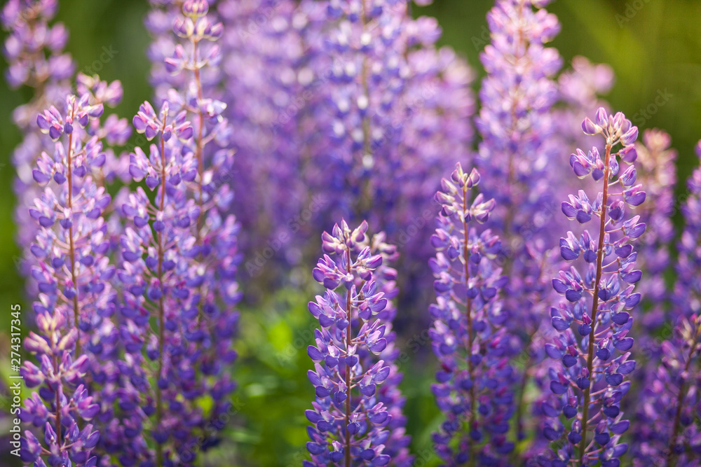 Naklejka premium pole fioletowych kwiatów lawendy łubin