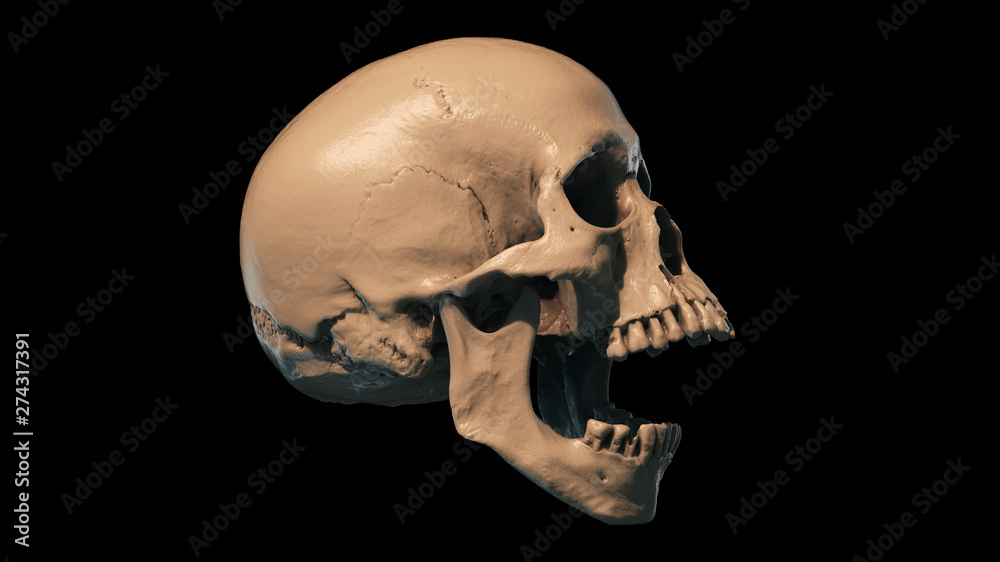 Human skull on Rich Colors a Black Isolated Background. The concept of death, horror. A symbol of spooky Halloween. 3d rendering illustration. Human skull on Rich Colors a Black Isolated Background. The concept of death, horror. A symbol of spooky Halloween. 3d rendering illustration.