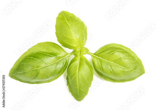 Basil leaves isolated white background Fresh herbs