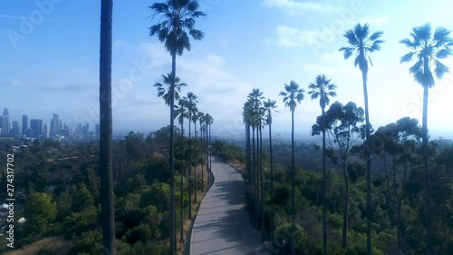 Drone shot of tall palm treelined road in Elysian Park above Los Angeles photo