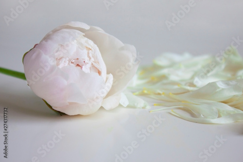 Delicate neutral background for greetings, cards, advertising. Background for the wedding, congratulations to the woman. Peony and Peony Petals