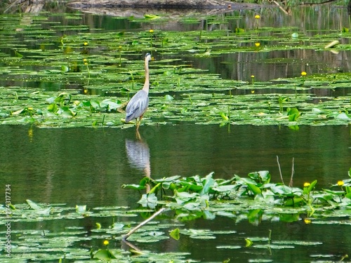 Heron walking through marsh