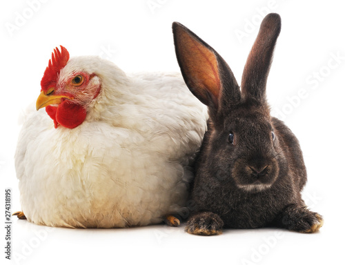 Fotografía Rabbit and chicken.