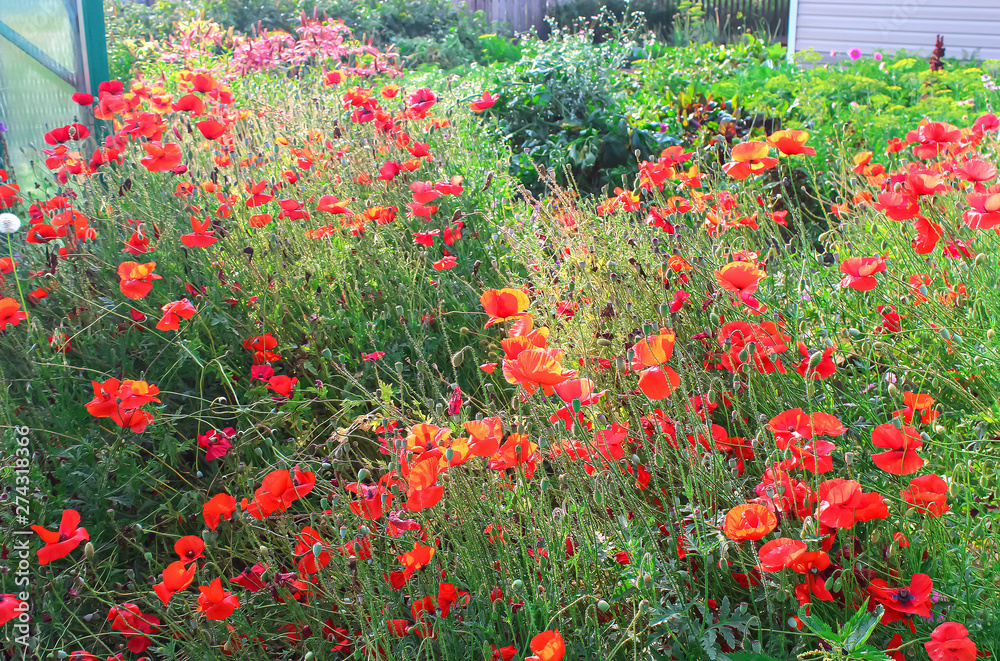 Background wild poppy flowers growing in small  home garden outside. Sunny summer day.