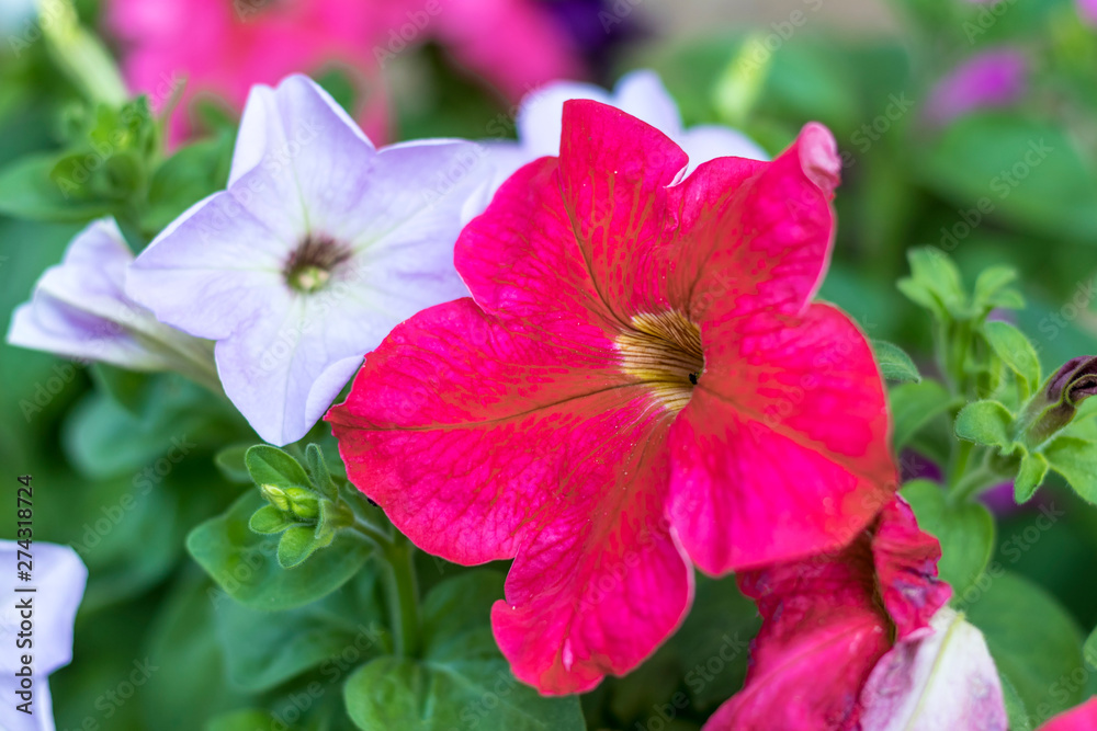 home flowers. petunia. natural lighting. have toning. close-up. home flowers. petunia. natural lighting. have toning. close-up.