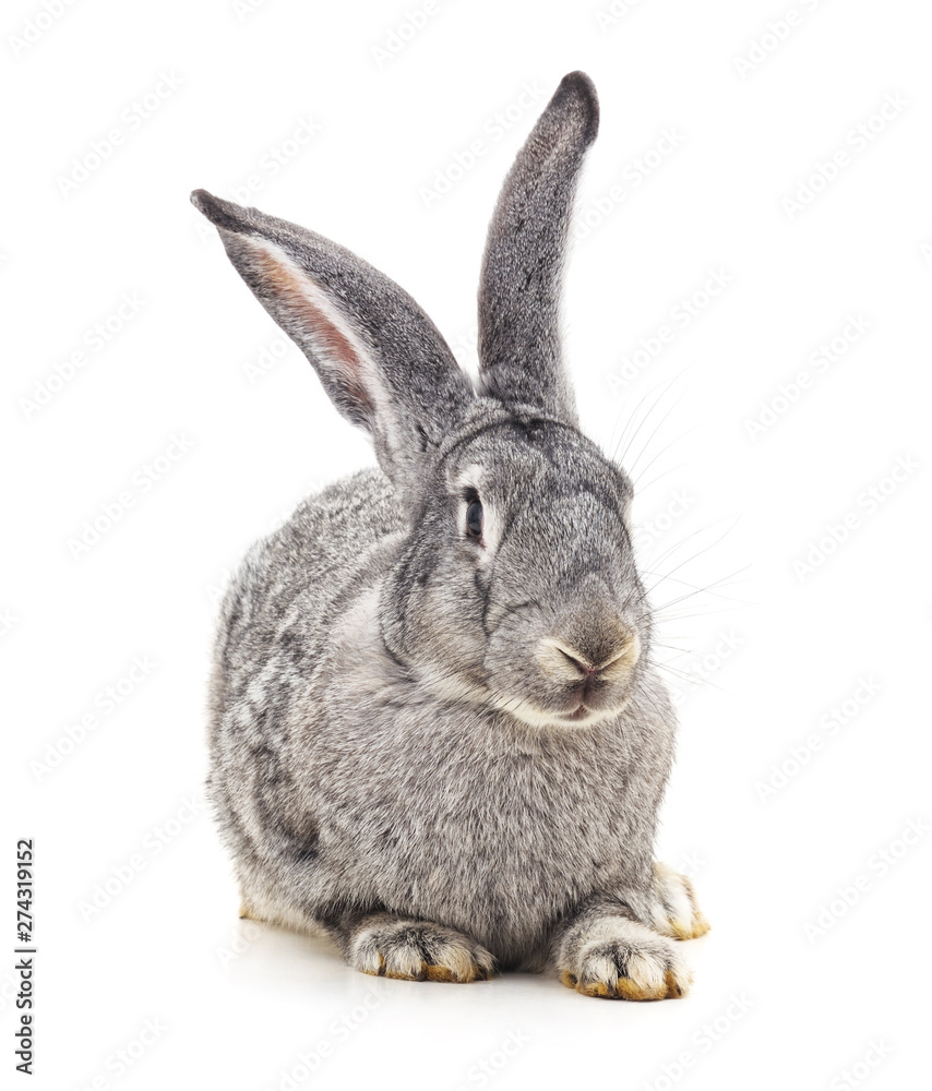 Grey big rabbit.