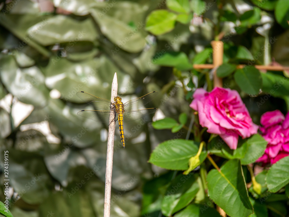 Close up image of beautiful yellow dragon fly Close up image of beautiful yellow dragon fly
