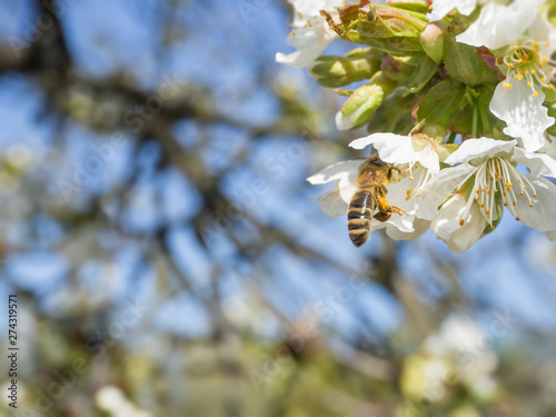 close up beautiful macro blooming pink apple blossom with flying bee gathering pollen. buds flower twing with leaves, selective focus, natural bokeh green background, copy space photo