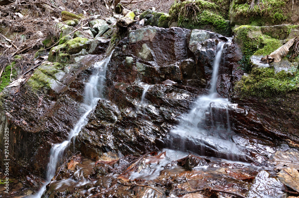 Obraz premium 森の沢水