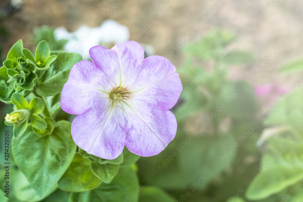 home flowers. petunia. natural lighting. have toning. close-up. home flowers. petunia. natural lighting. have toning. close-up.