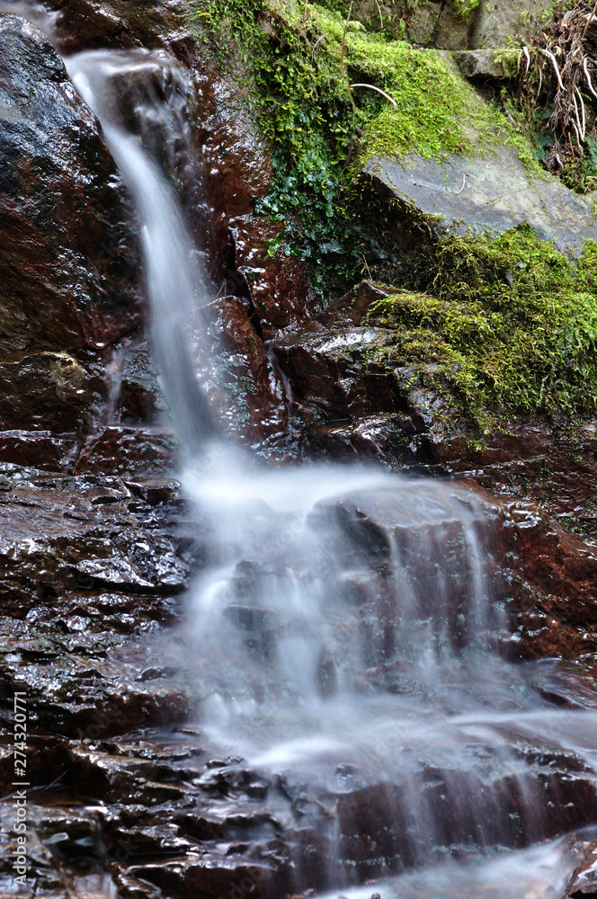 Fototapeta premium 森の沢水
