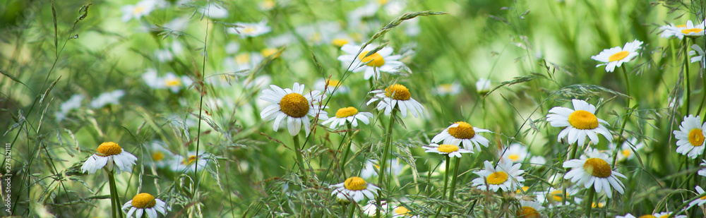 Flowering of daisies in meadow. Chamomile flowers in wild grass field.  - obrazy, fototapety, plakaty 