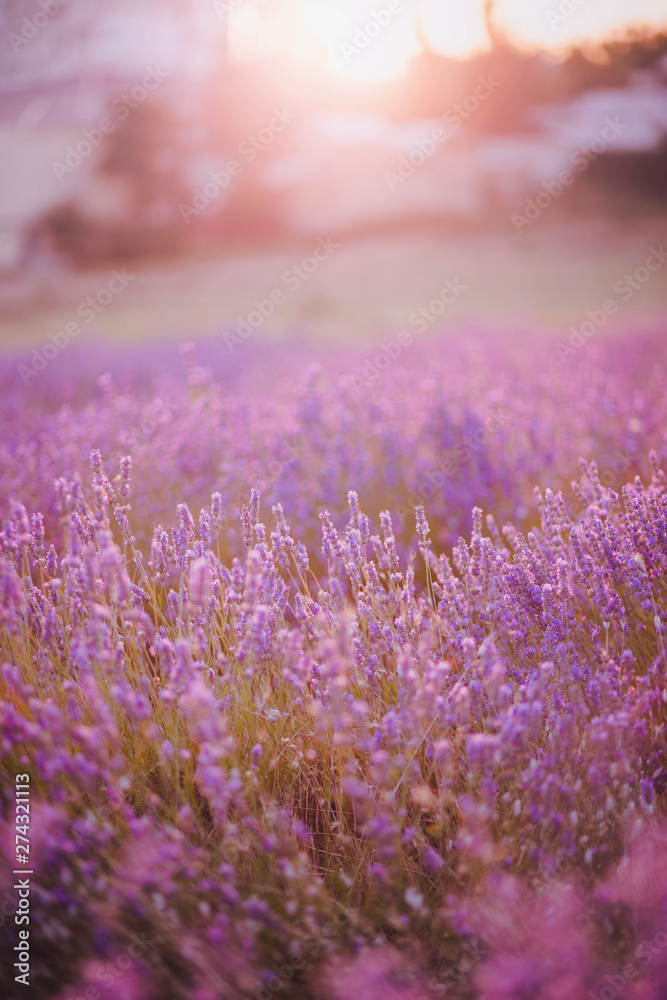 Fototapeta premium Lavender field with flowers on sunset close up. Summer violet background