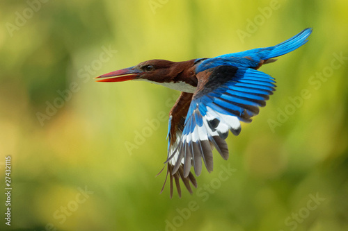 Fototapeta White-throated Kingfisher Halcyon smyrnensis on the branch, also known as the wh