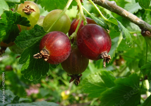 Close-up of ripe Jostaberries, Ribes nidigrolaria hanging attached to its branch under the sunlight photo