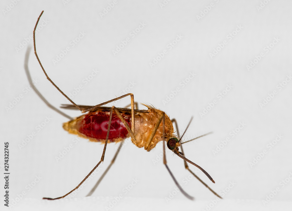 Mosquito on white mosquito wire mesh,net.Mosquito disease is carrier of Malaria, Zica Virus,Fever. Mosquito on white mosquito wire mesh,net.Mosquito disease is carrier of Malaria, Zica Virus,Fever.