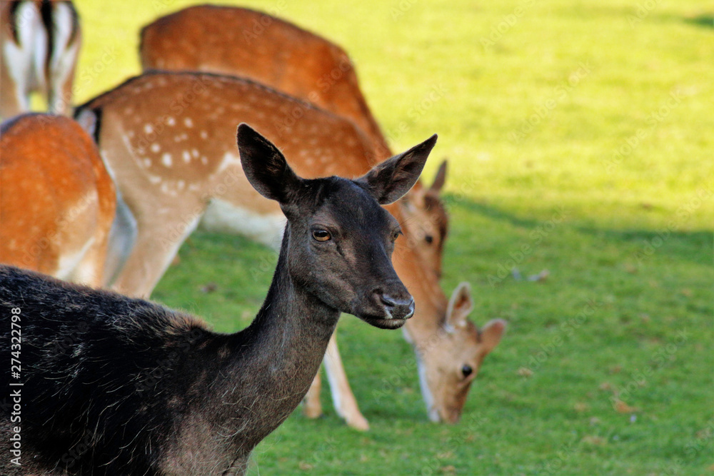 Fototapeta premium Schwarzes Rehwild 