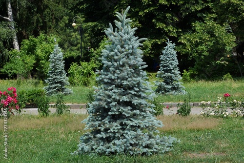 small green decorative fir in the park in the grass