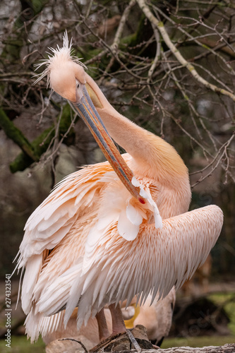 pink pelican