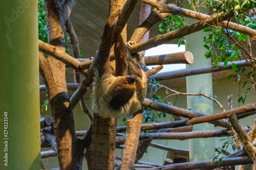 sloth hangs on railing