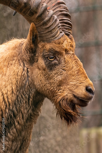 a close up of a goat