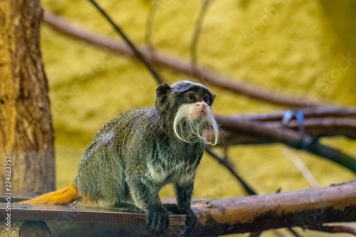 Emperor Tamarin